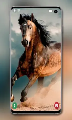 Horse Wallpapers android App screenshot 5