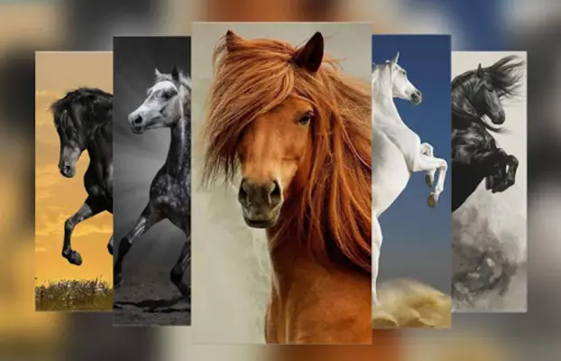 Horse Wallpapers android App screenshot 7